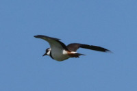 RSPB Balranald Nature Reserve